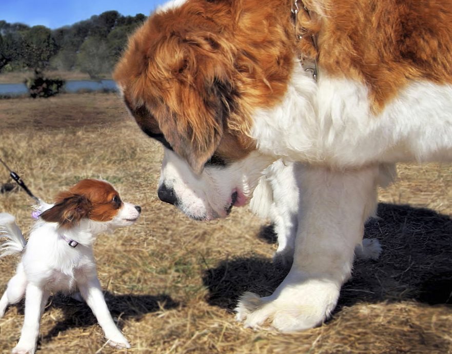 Большие собаки умнее маленьких?