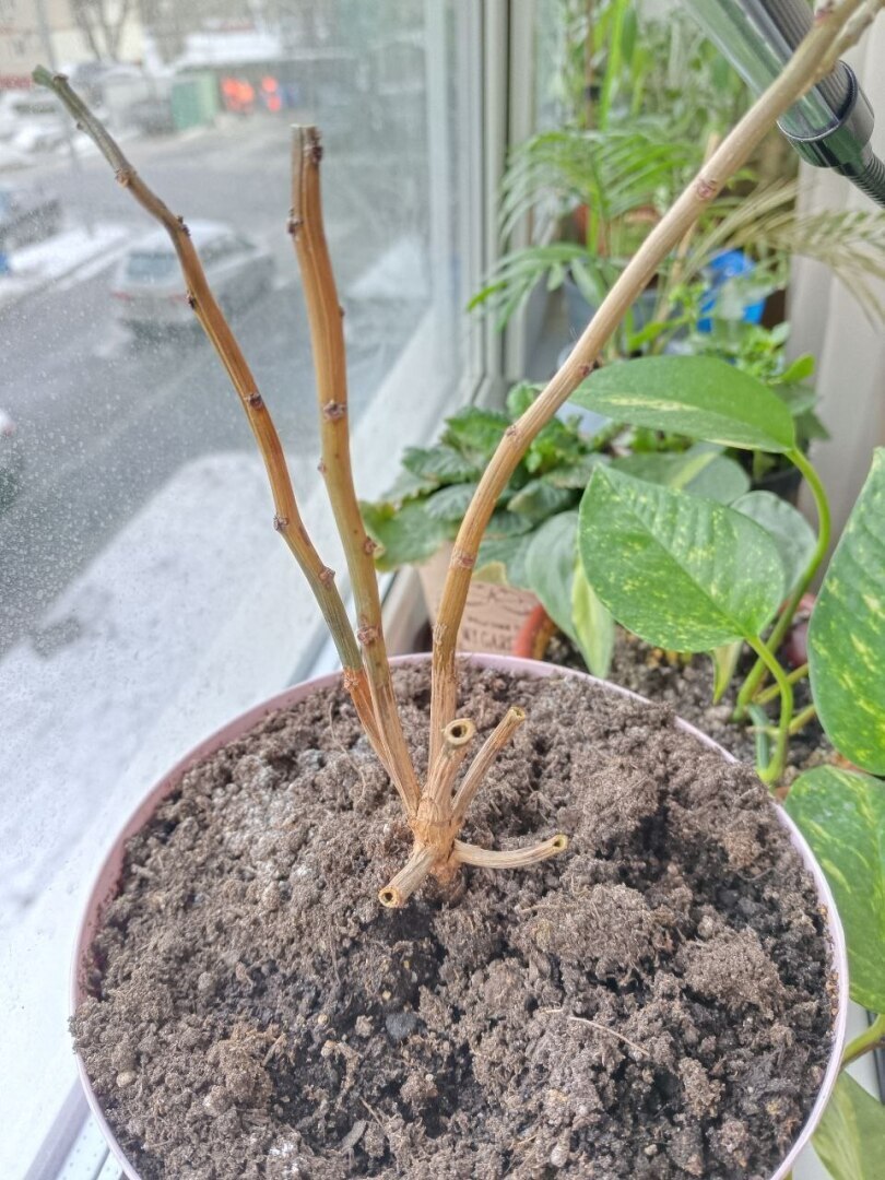 Молочай красивейший или Рождественская звезда. Как правильно ухаживать?