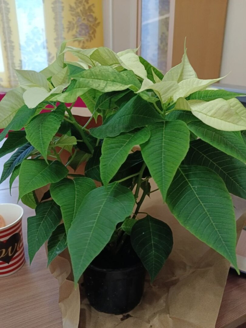 Молочай красивейший или Рождественская звезда. Как правильно ухаживать?