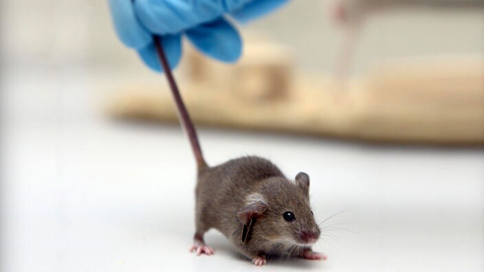 Органов для трансплантации слишком мало. Будет ли возможно в будущем выращивать человеческие органы в лаборатории?