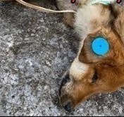 Кто мог выколоть глаза и отрезать конечности животным? Не игнорируйте! Преступники должны быть наказаны.