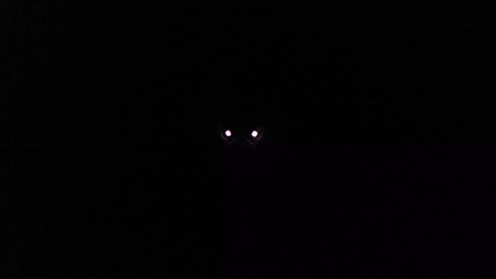 Эффективность от обстрелов нулевая - Арестович.