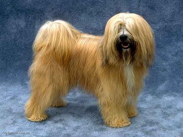 Почему так важно осознанно и с умом подходить к решению завести собаку?