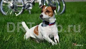 Почему так важно осознанно и с умом подходить к решению завести собаку?