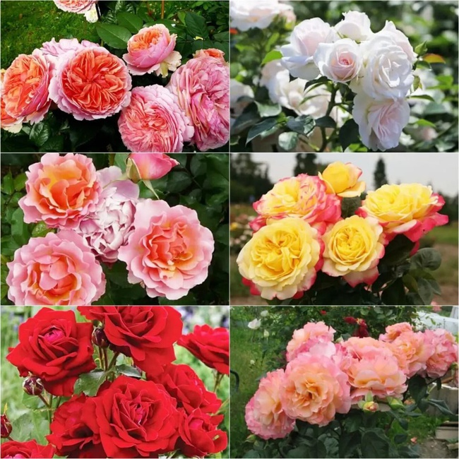 🌹7 НЕПРИХОТЛИВЫХ ГУСТОМАХРОВЫХ РОЗОЧЕК.