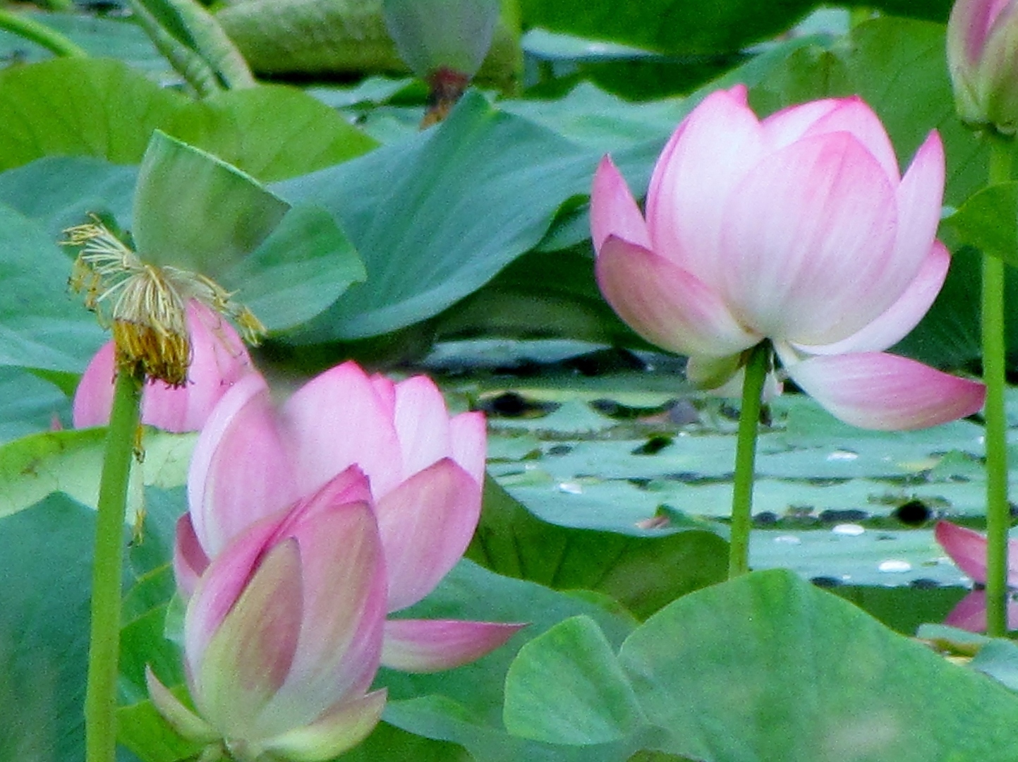 Каковы ваши мечты? Исполнились ли они? Или в стадии выполнения?