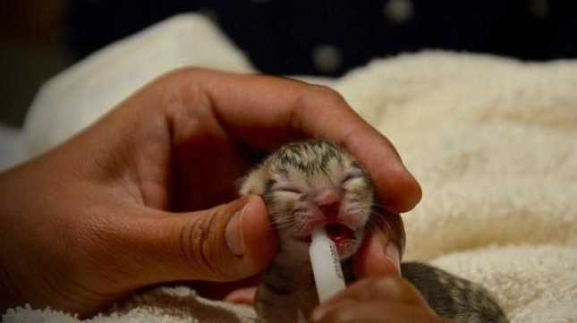 Возле дома люди заметили новорождённого котенка, но рассмотрев его поближе, стало ясно, что детёныш - не тот, за кого его принимают