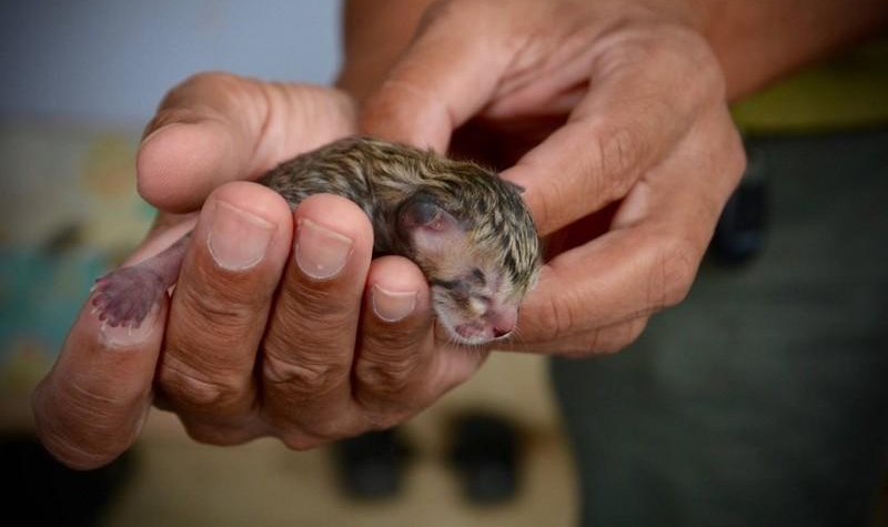 Возле дома люди заметили новорождённого котенка, но рассмотрев его поближе, стало ясно, что детёныш - не тот, за кого его принимают