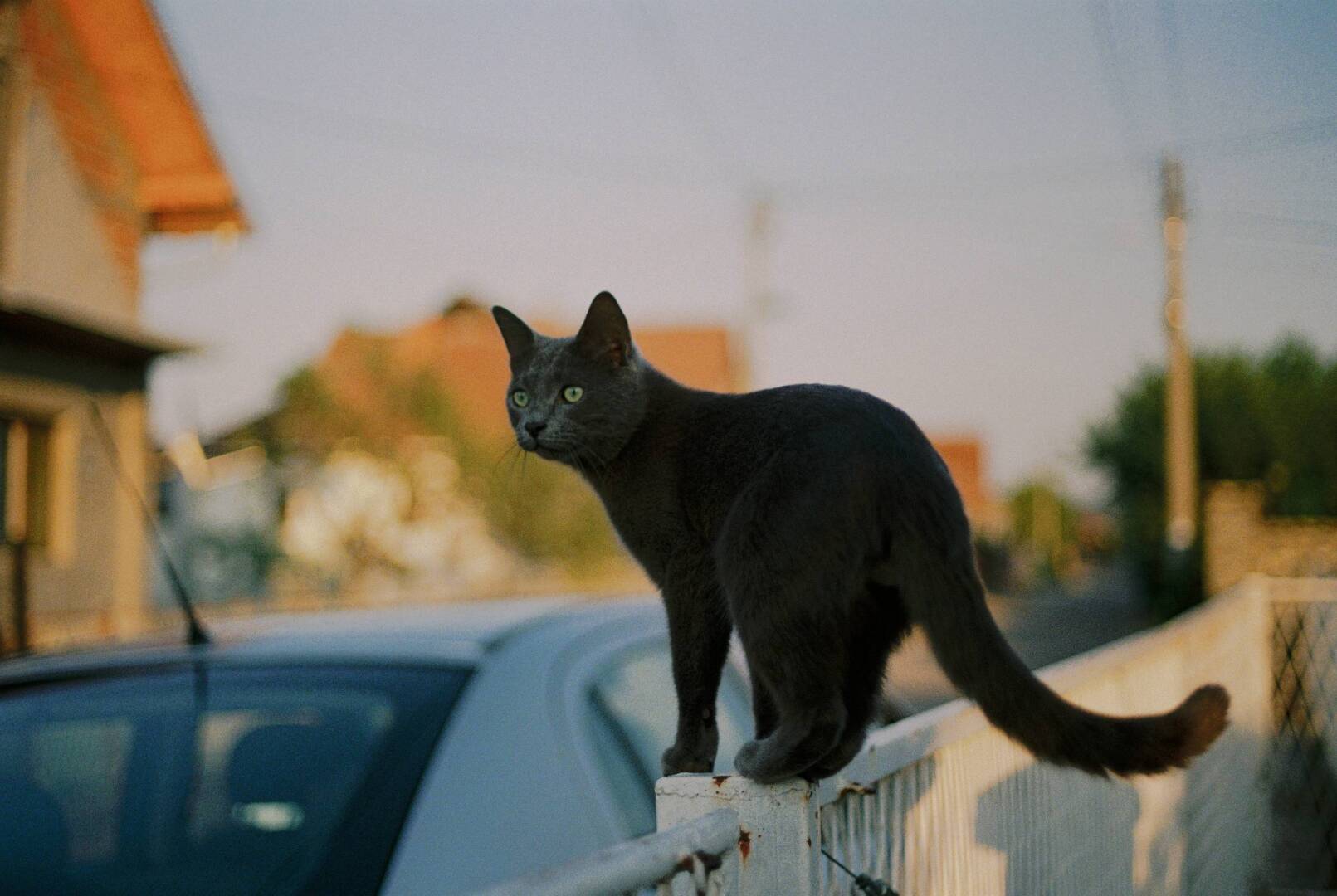 Способны ли животные к осознанности?