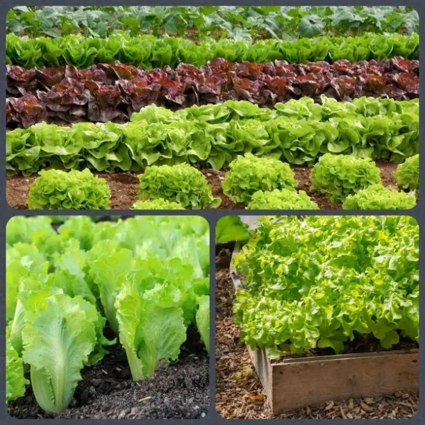 Два способа сеять салат.