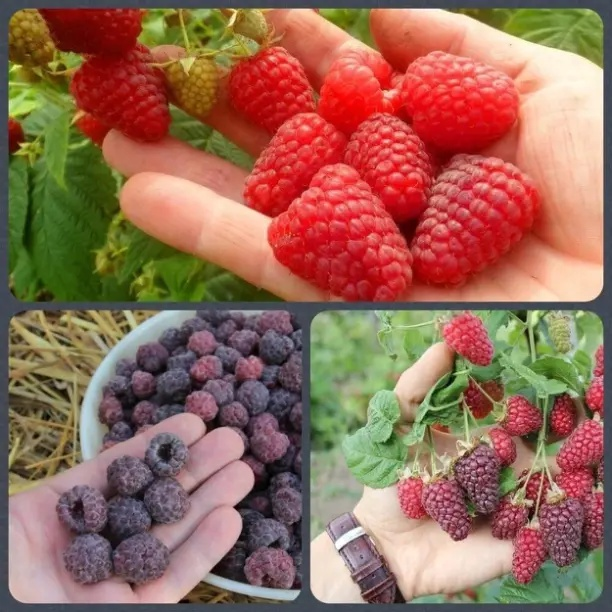 Высокоурожайные сорта малины.