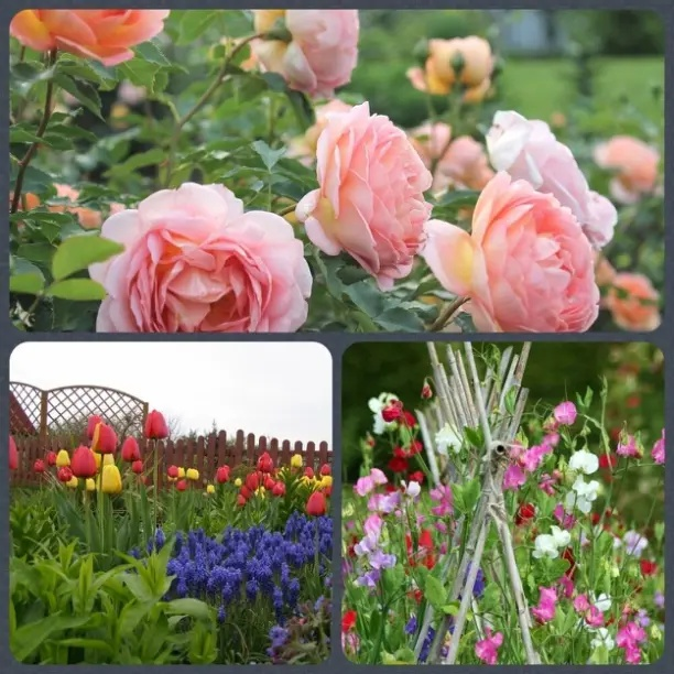 Цветы, которые нельзя высаживать рядом.