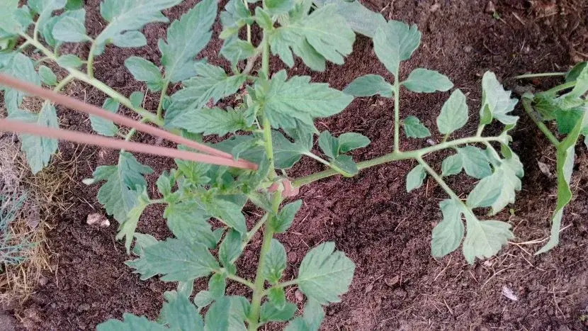 Вторая жизнь старых рваных колготок: не стоит отправлять их на свалку, они ещё могут пригодиться