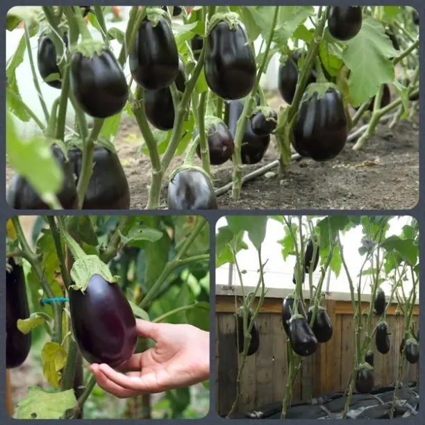 Правила ухода за баклажанами.