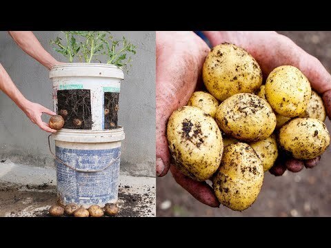Как вырастить картофель в старых пластиковых ведрах с краской для ...