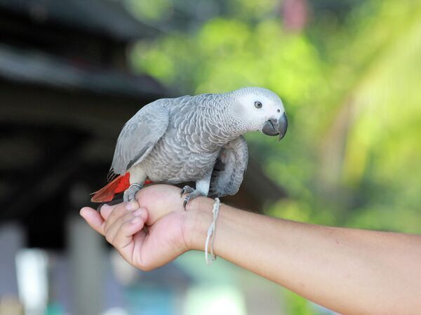 Почему не стоит содержать диких животных в качестве домашних питомцев?