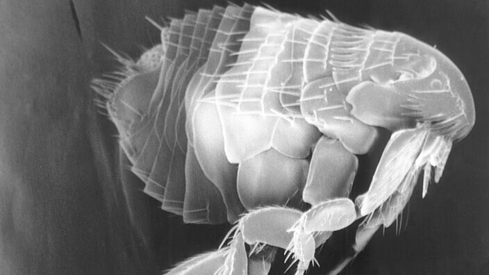 Жизнь в средние века : Чума на тропе