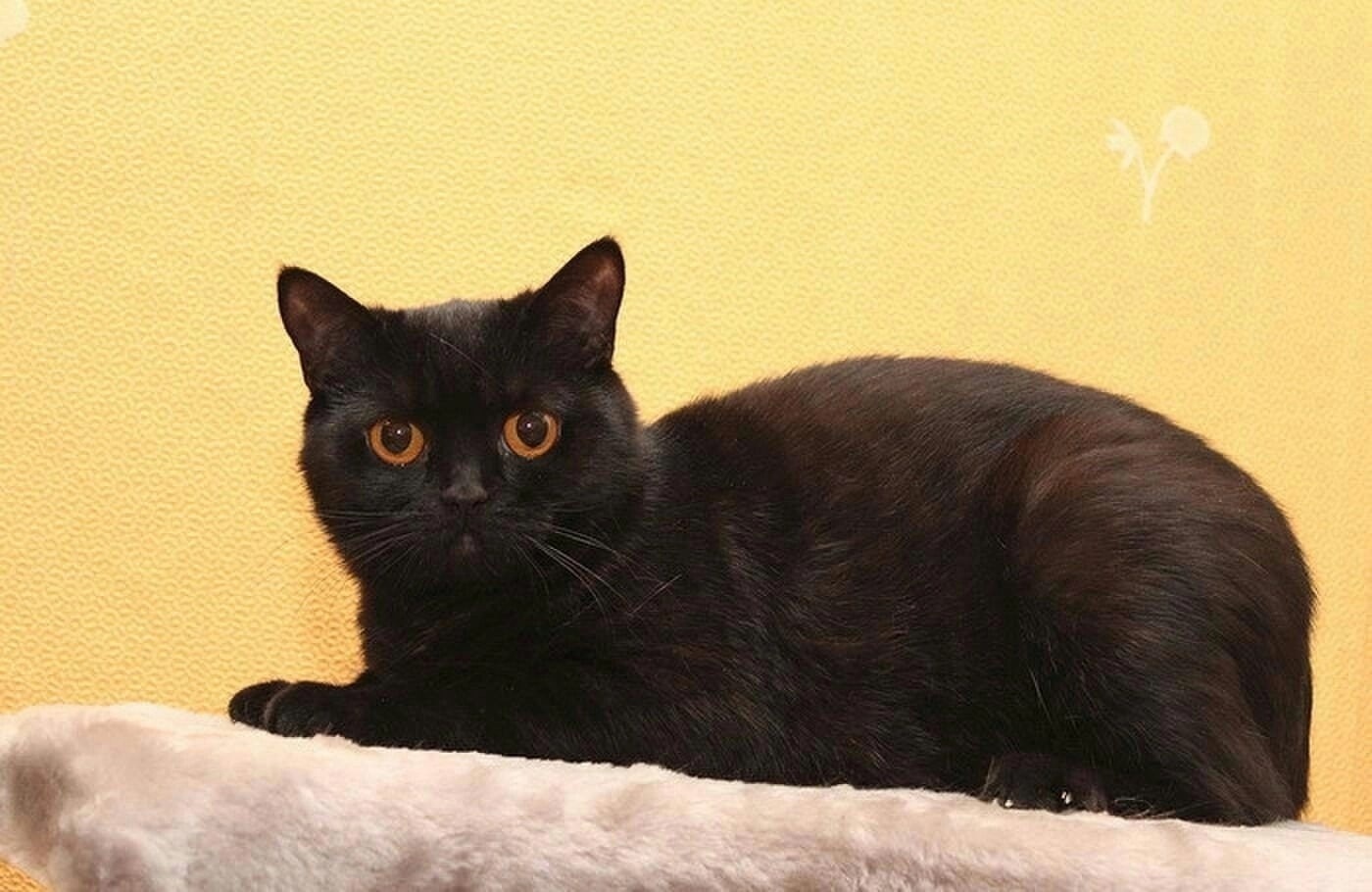 Поздравления с наступающим годом черного водяного Кролика ( Кота). Искренне. От души.