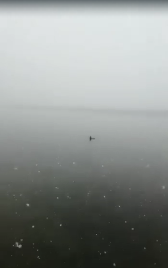 Варварское уничтожение диких птиц, животных. Кто ответит?