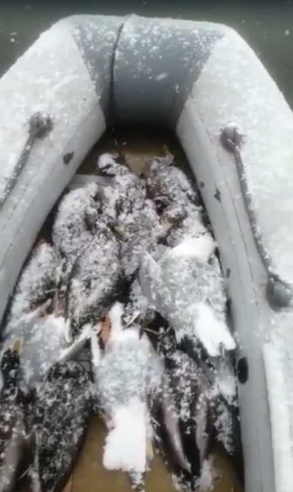 Варварское уничтожение диких птиц, животных. Кто ответит?