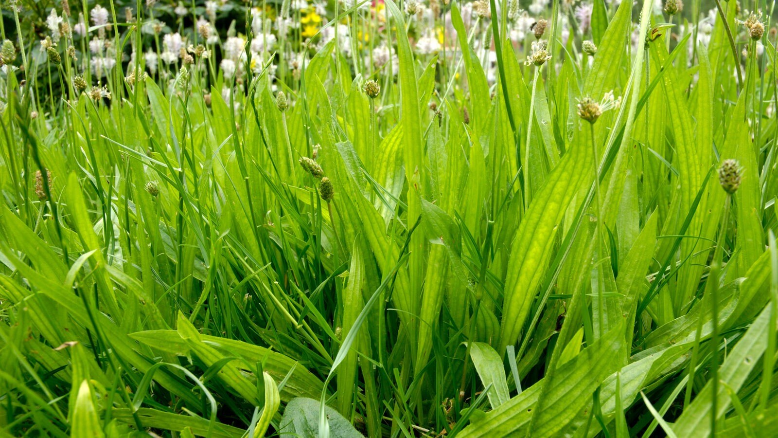 Любовь природы. Лекарственные травы