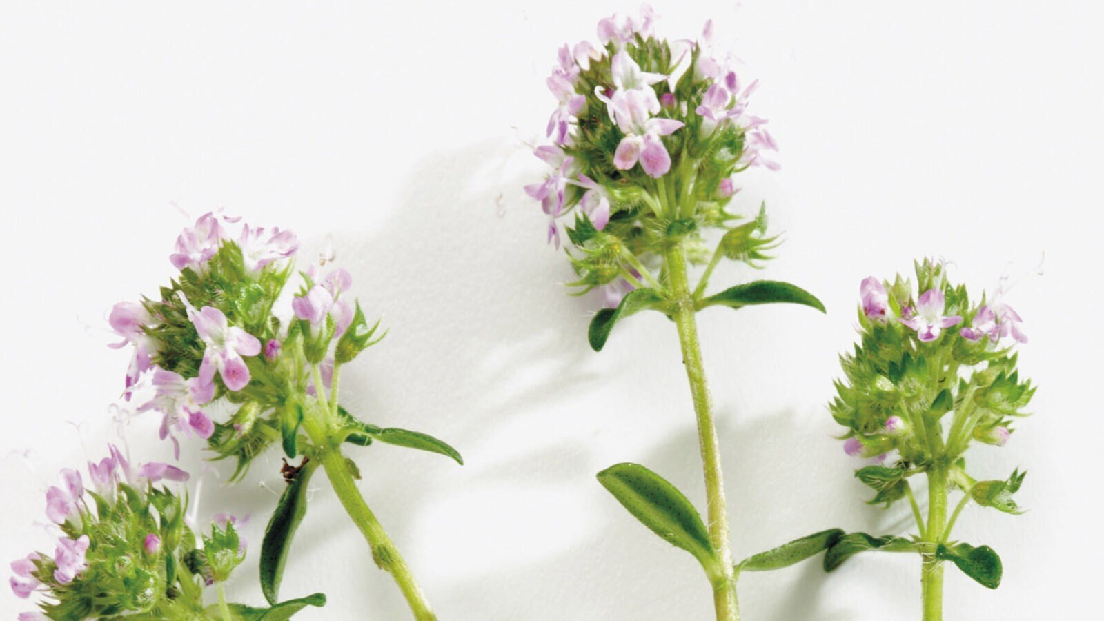 Дары природы. Лекарственные растения 2.