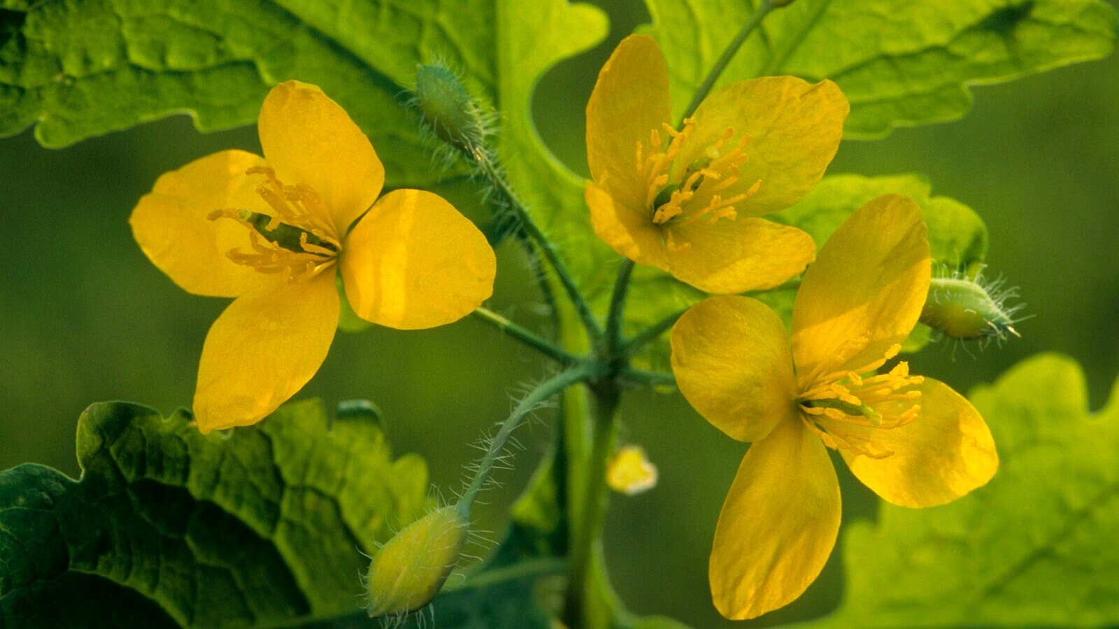 Любовь природы. Лекарственные травы