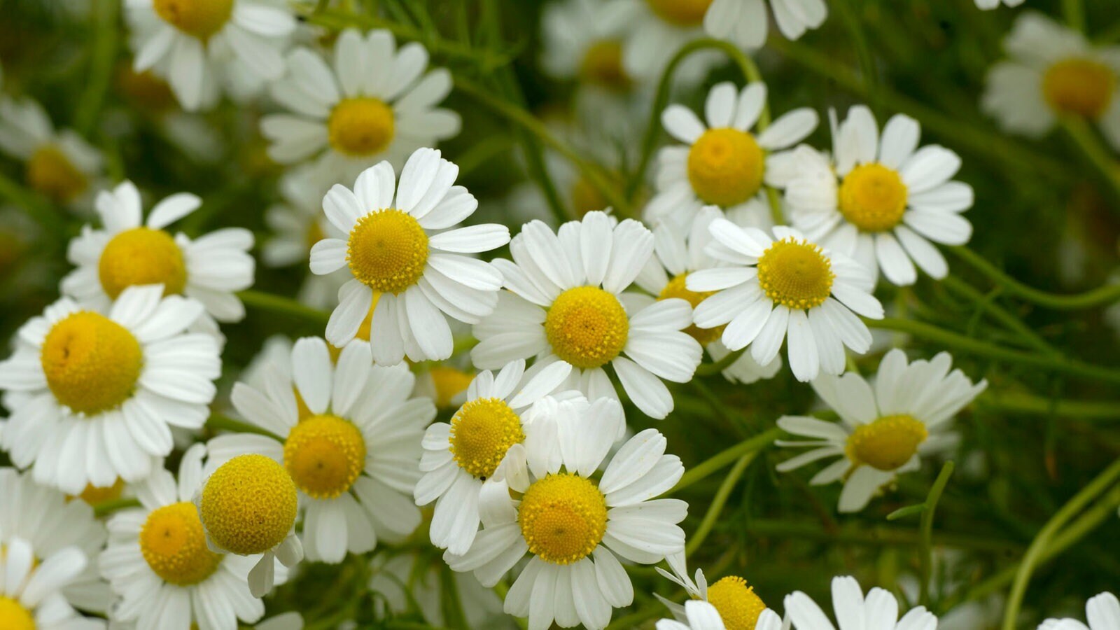 Любовь природы. Лекарственные травы