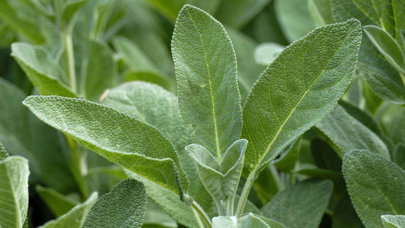 Дары природы. Лекарственные растения 2.