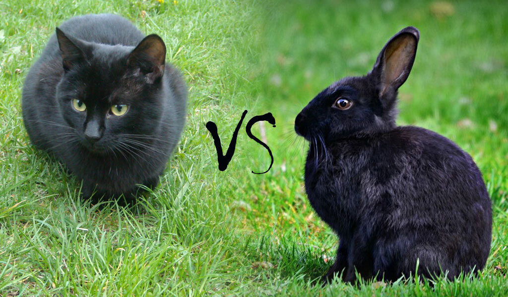 Чтобы Черный Кролик от вас не отвернулся