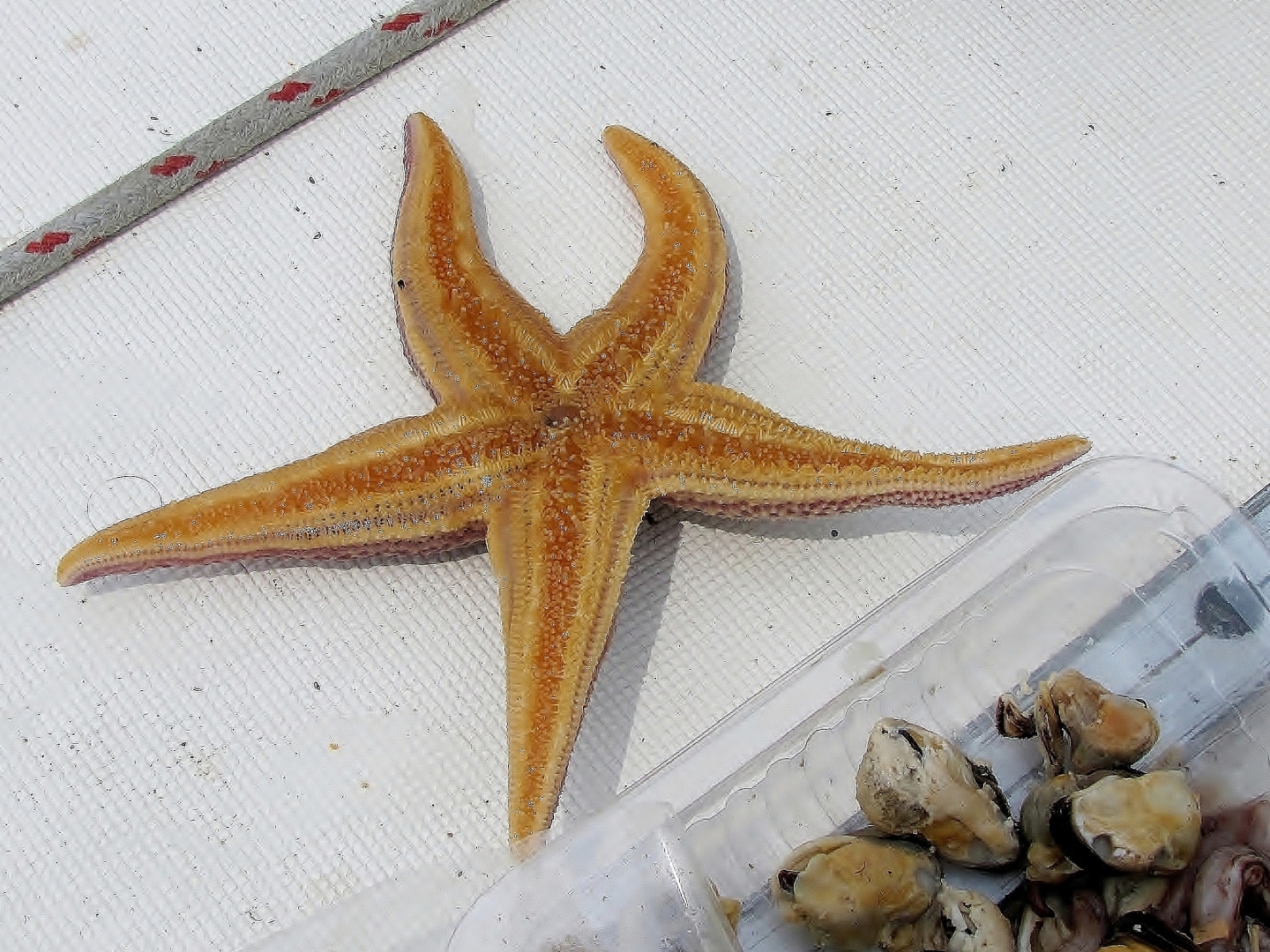 Камбала рулит!