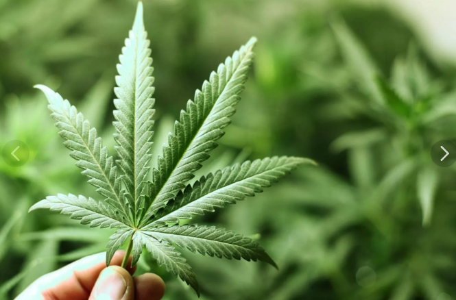 Россия не дает "добро" нарколиберальным предложениям ВОЗ