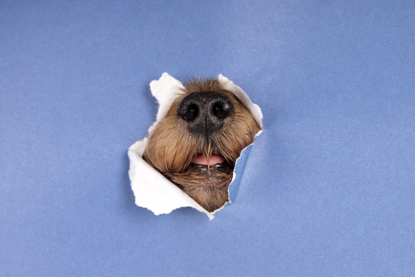 Пять новых фактов о собаках и кошках, которые выявили учёные в уходящем году. А вы всё знаете о своих домашних любимцах?