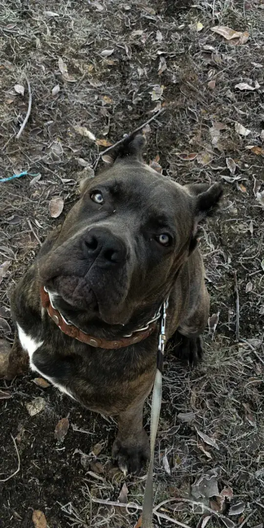 Как стать родителями питбуля?