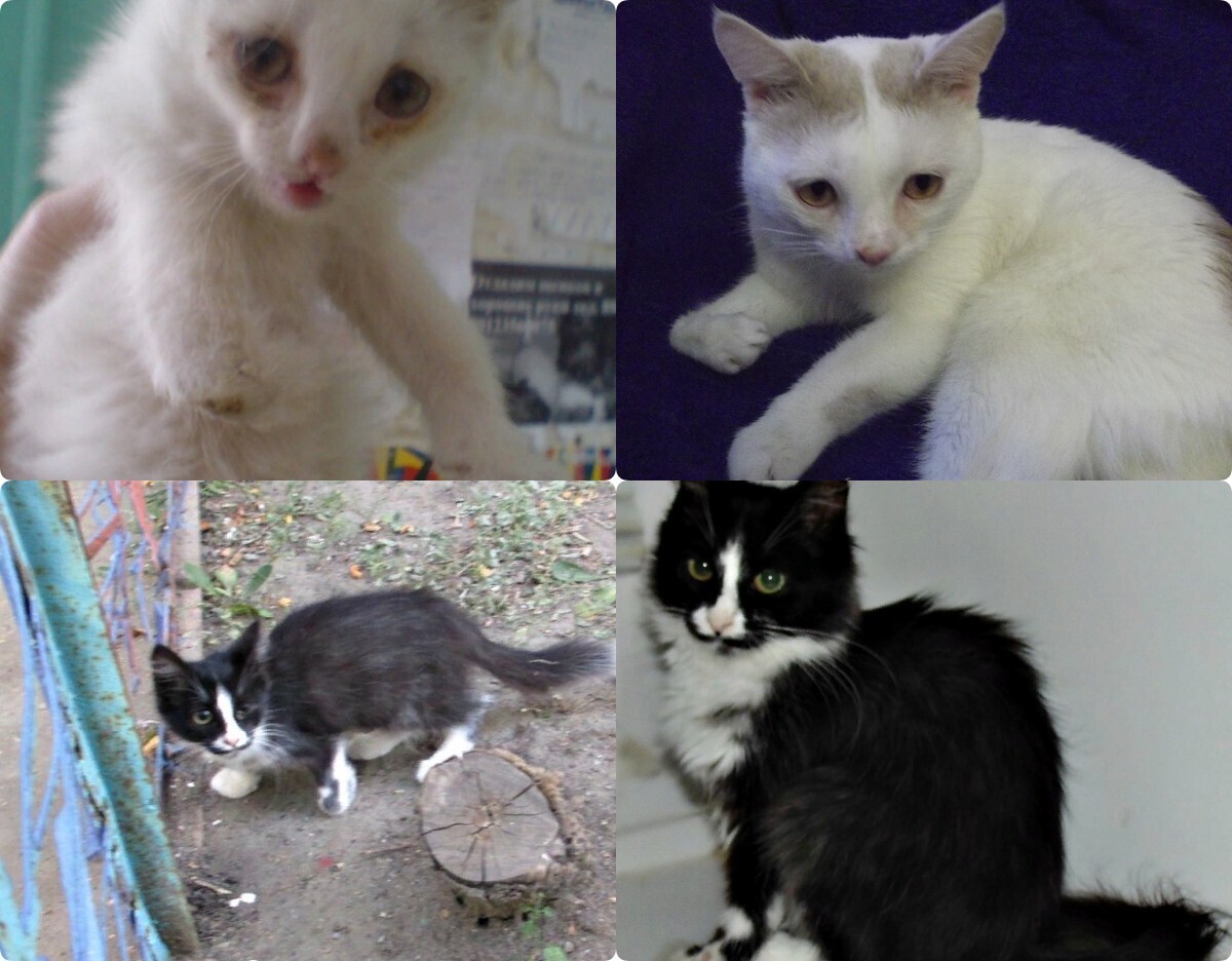 Тиша и Черри: истории из жизни моих подопечных