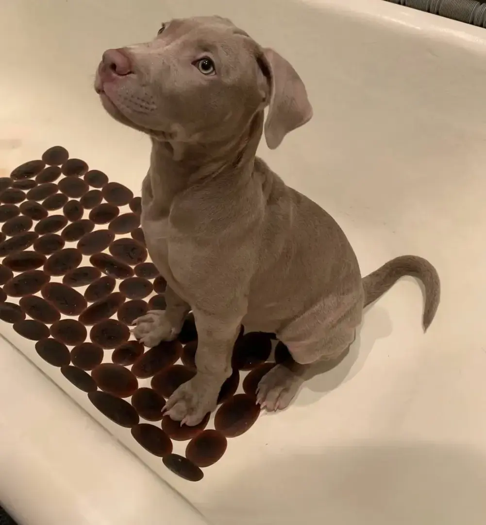 Как стать родителями питбуля?