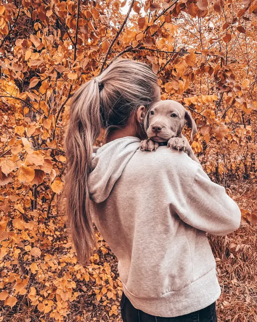 Как стать родителями питбуля?