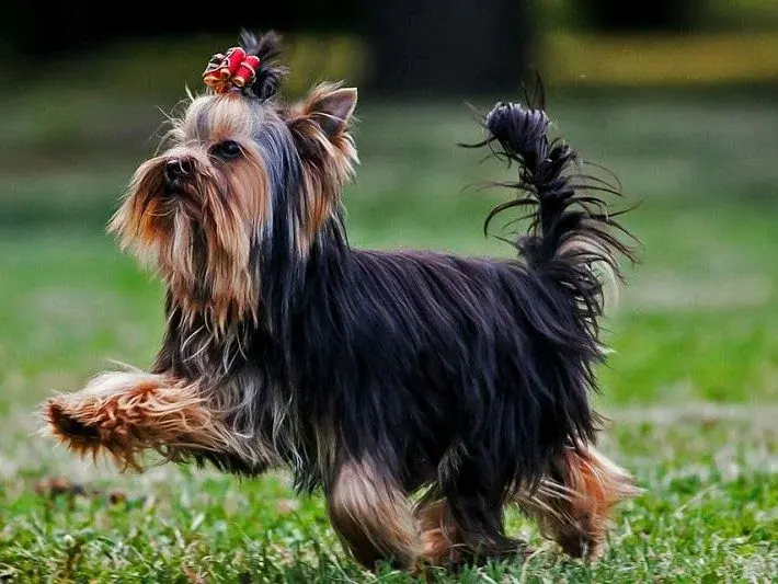 Как стать родителями питбуля?