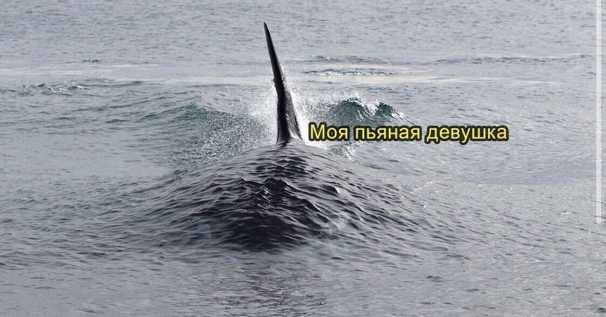 Топ-5 самых смешных фактов, о которых вы и не подозревали, что вам нужно знать