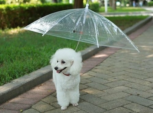 Зонтик для собак: необходимая вещь для собак в дождливую погоду