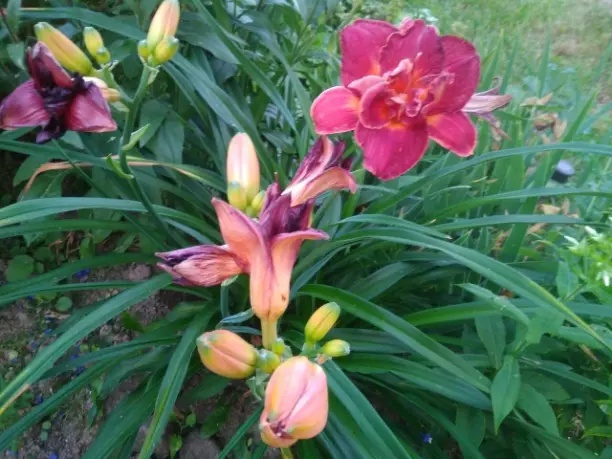 Почему не цветет лилейник.