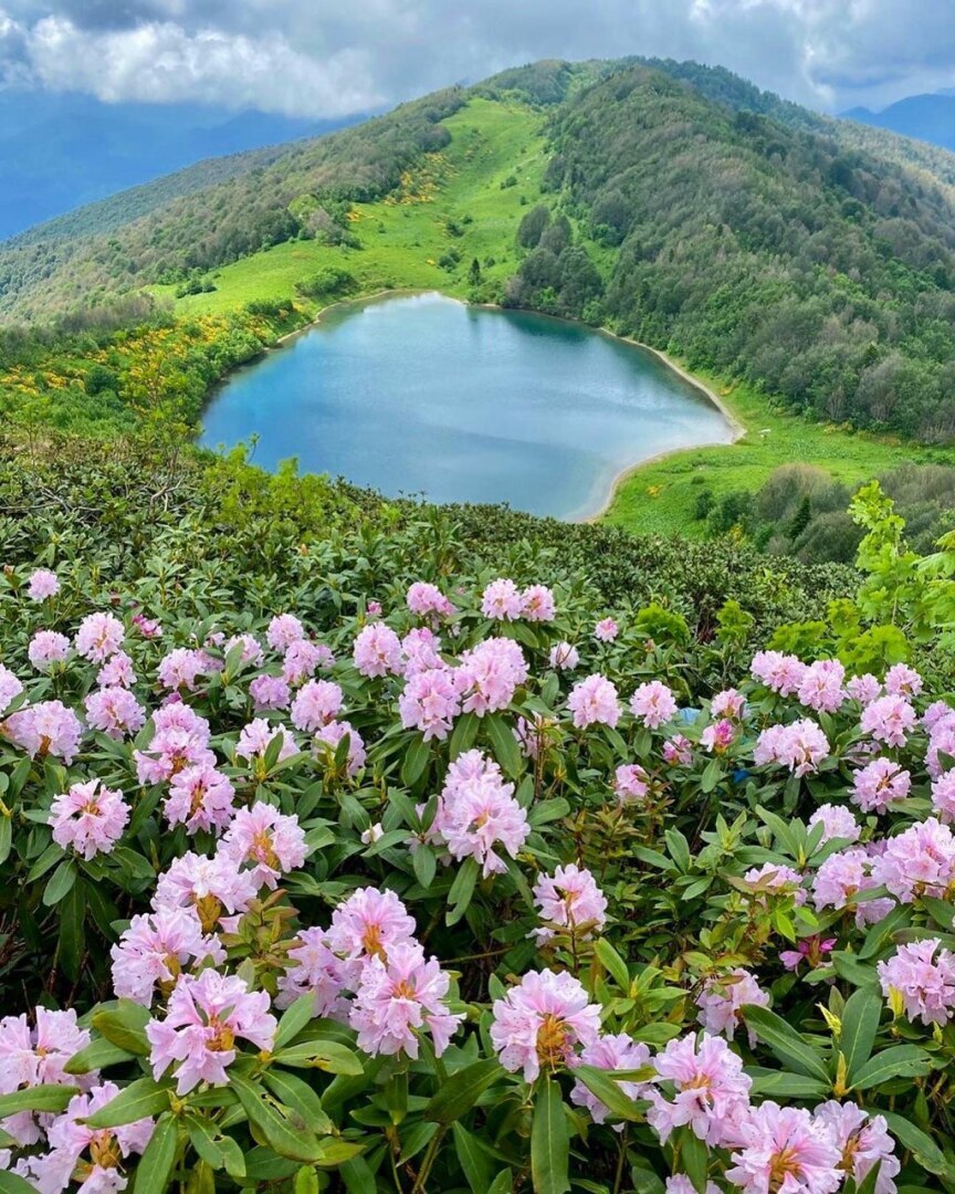 Хмелевские озера цветение рододендронов