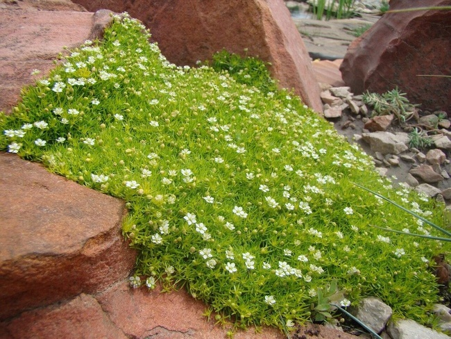 🌱Мшанка шиловидная.