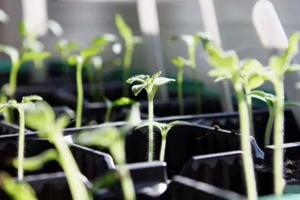 Рассада в феврале.