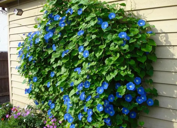 Ипомея - нарядная лиана.