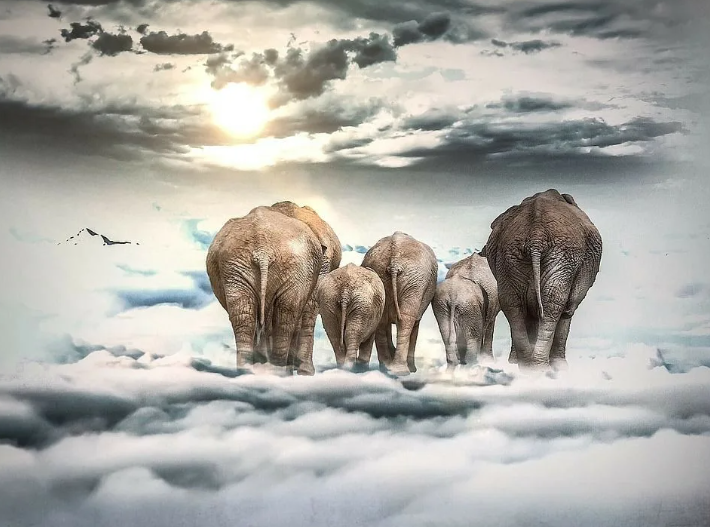 Потуги карьерного роста, или Как продать слона