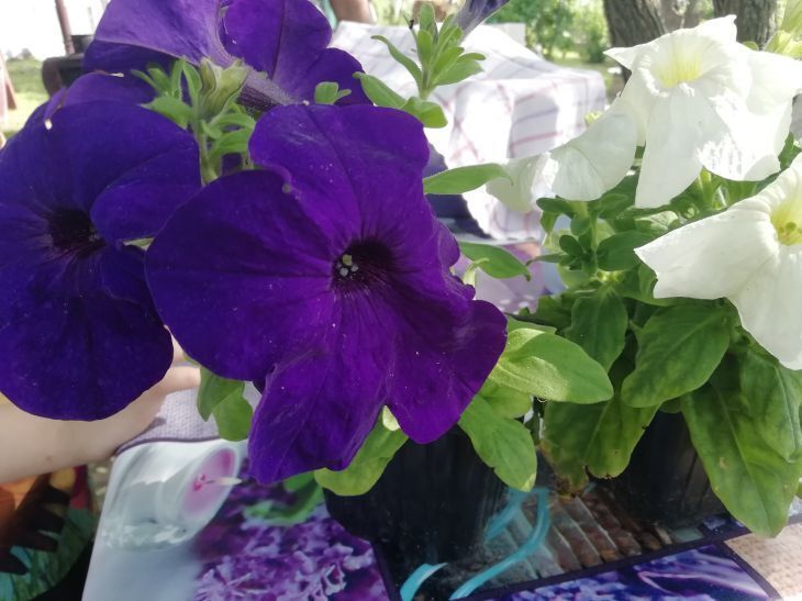 Как вырастить ипомею из семян: когда сеять, как ухаживать и чем подкармливать