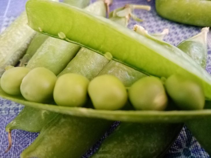 Горох: правила посева и ухода за огородом, советы огородникам