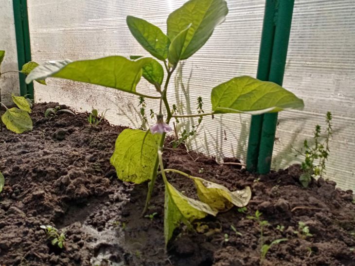 Как защитить рассаду от черной ножки: Это средство необходимо предварительно внести в почву