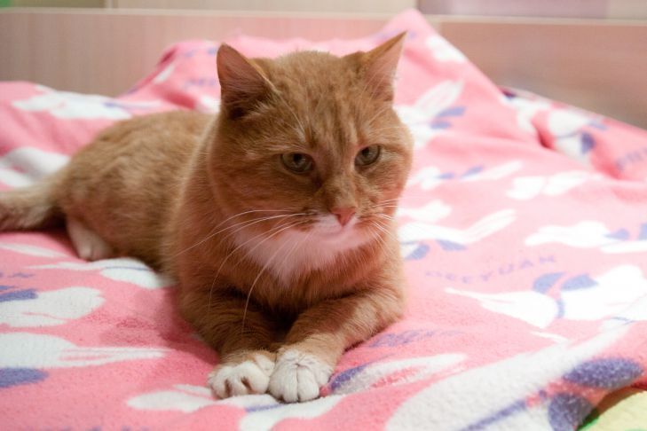 Почему кошки зевают: эксперты назвали любопытные причины